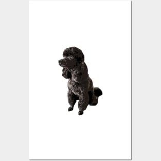 Poodle Mini Toy Black Beauty Posters and Art